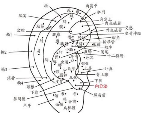 右耳根有痣|面相：耳朵有痣算命圖解，全位置對照，看看你是哪一。